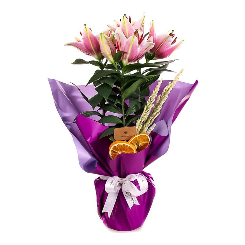 Graceful Pink Great Saksı Lilyum