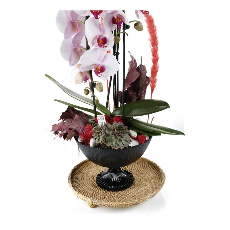 Deluxe Curling Orkide