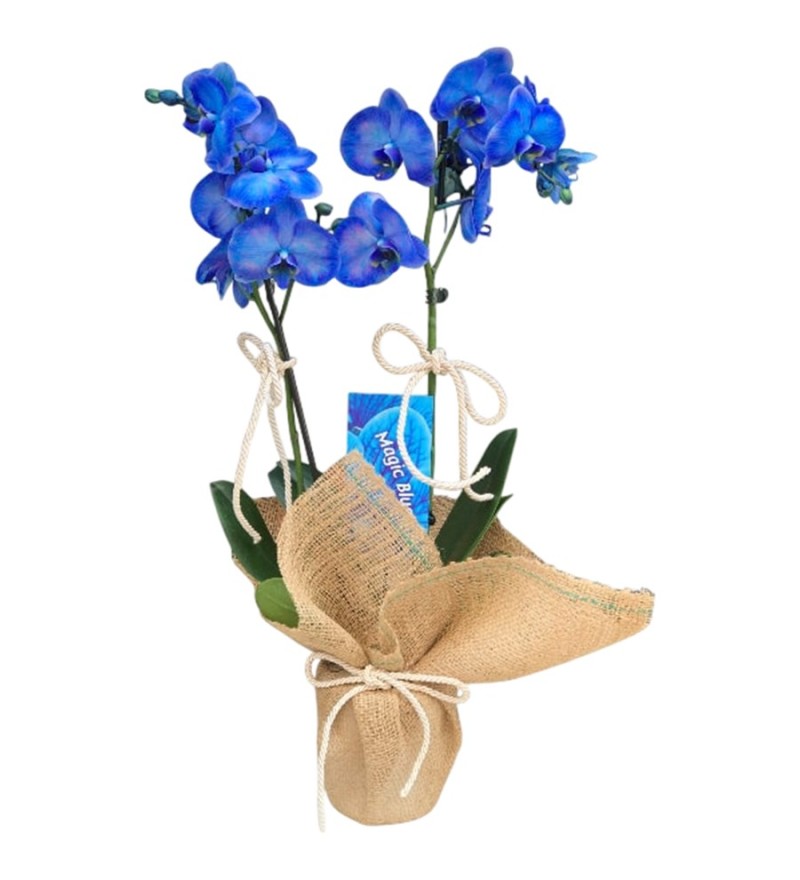 Mavi Orkide - Çift Dallı